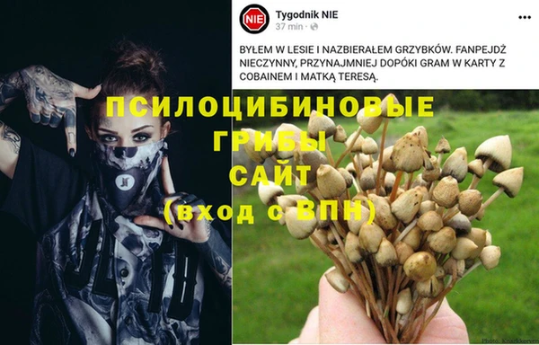 прущие грибы Абдулино
